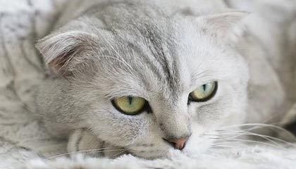 全域（深圳）航空科技有限公司成立，注册资本1000万人民币