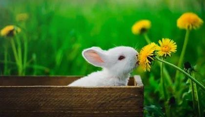 安蕊雅（深圳）生物科技有限公司成立，注册资本300万人民币