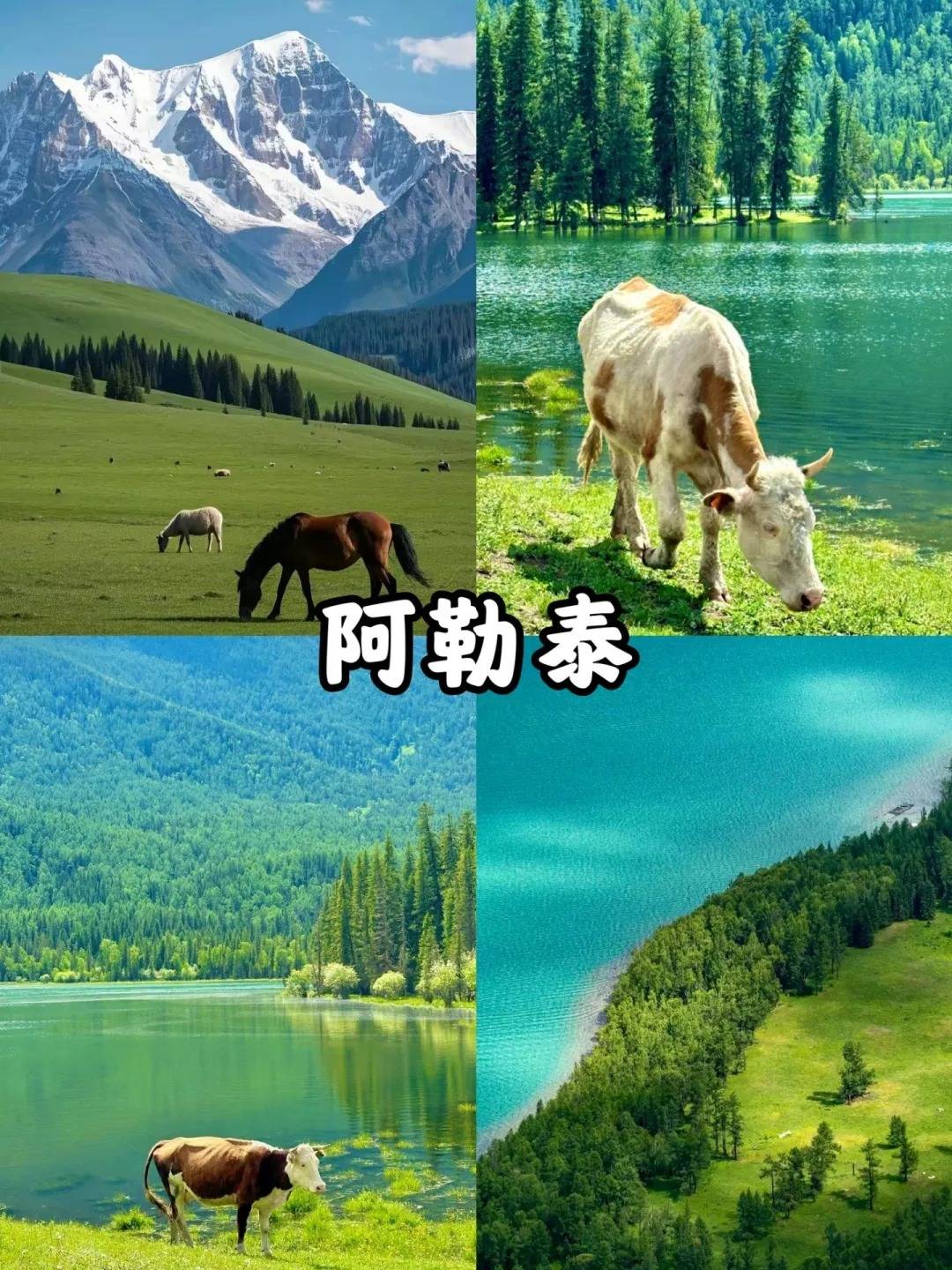 2025最新报团去新疆旅游十天大概多少人民币？详细攻略