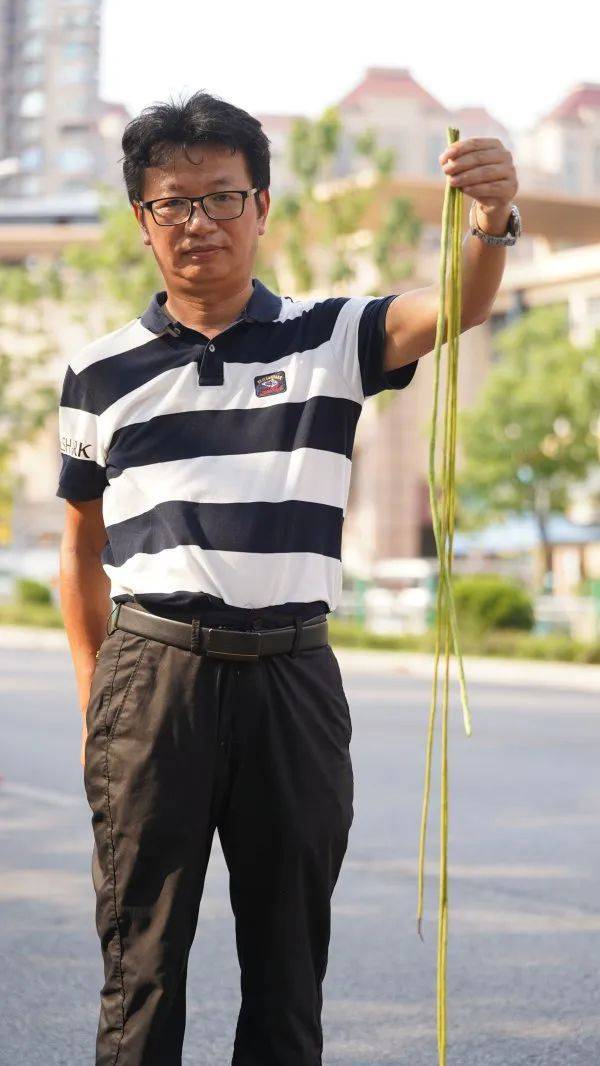 武汉这条路上大量出现，长达1米！到底是啥？