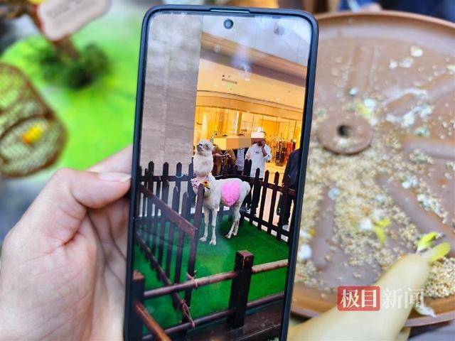 西安一商场用狮子“引流”遭质疑，小狮子、小马和羊驼已撤走