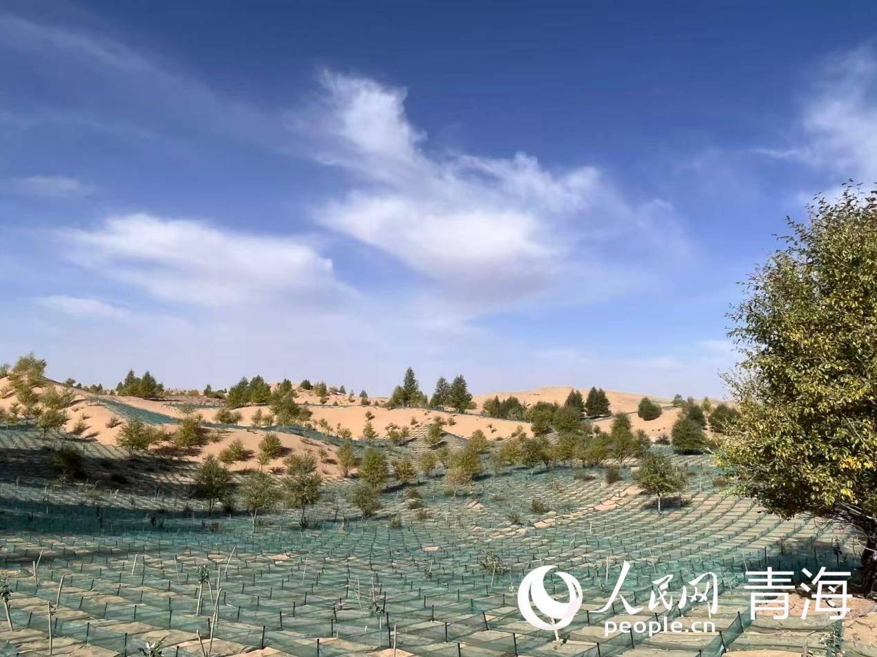沙窝地里织“金网” “三北”工程筑绿屏