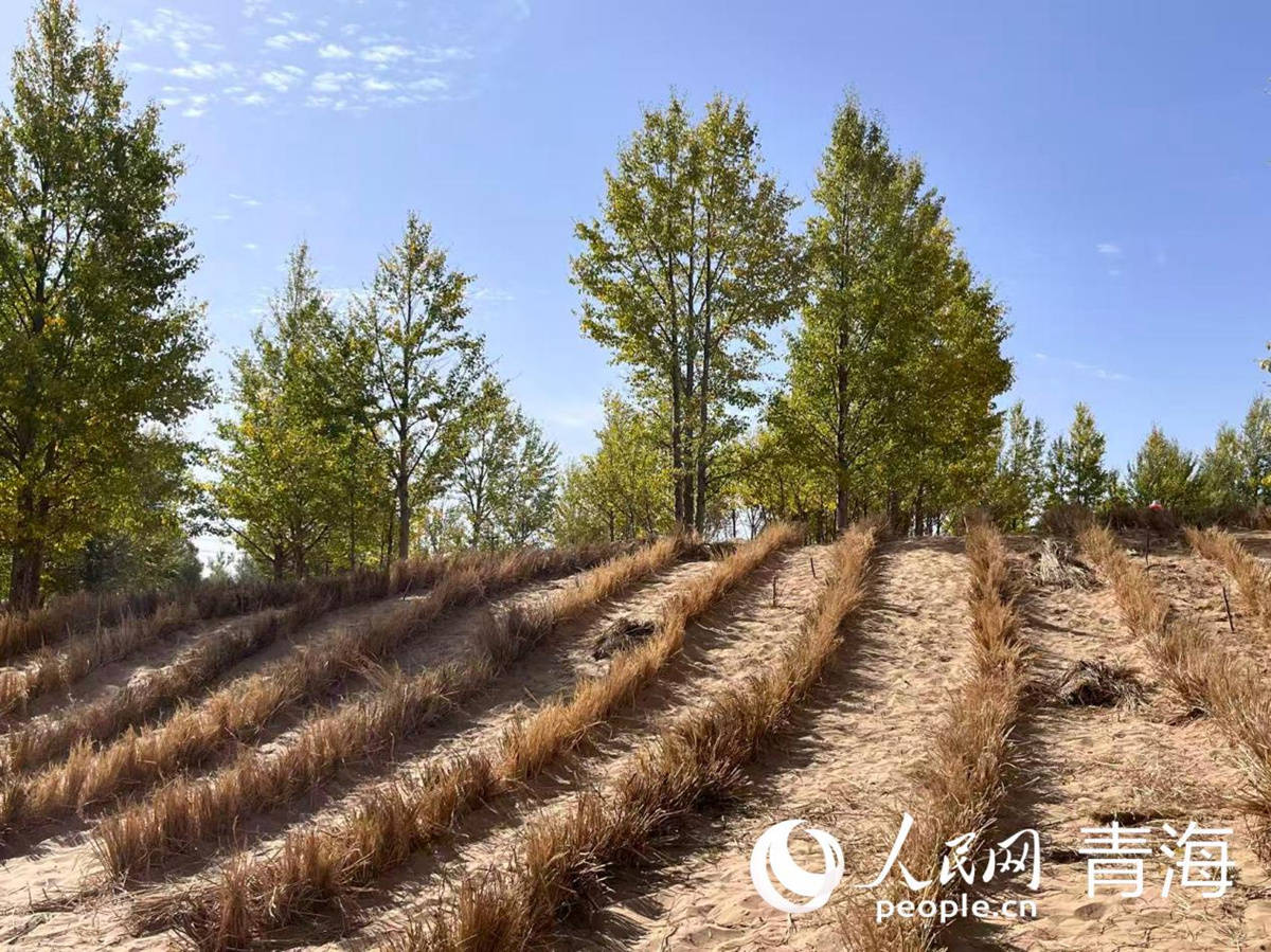 沙窝地里织“金网” “三北”工程筑绿屏