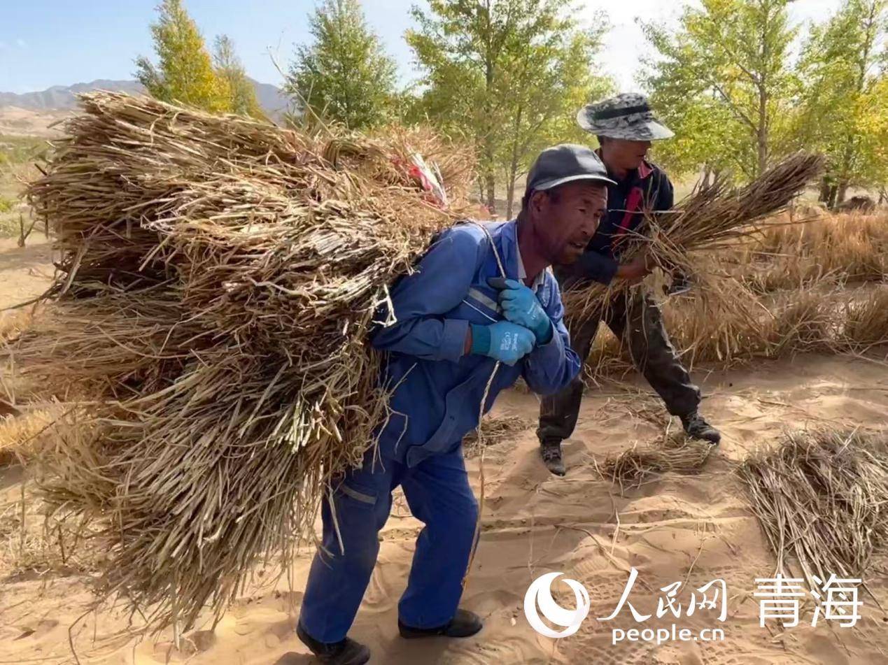 沙窝地里织“金网” “三北”工程筑绿屏