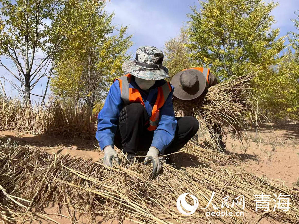 沙窝地里织“金网” “三北”工程筑绿屏