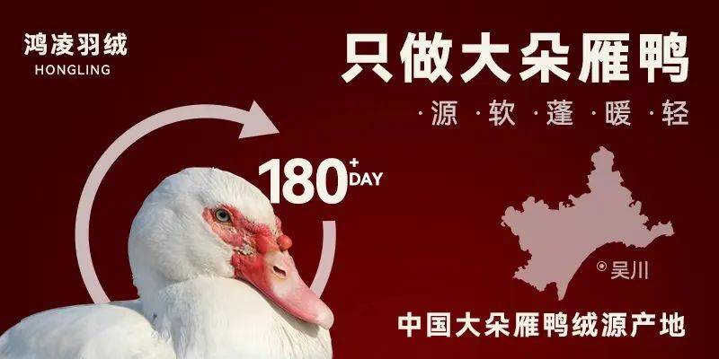 【金网发布】2025年7月21日羽绒价格行情 Price of Down on July 21st, 2025