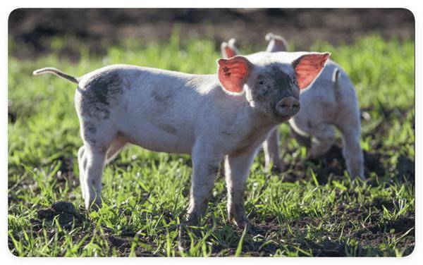 股价单日飙升29倍稀土公司KLR引澳交所股价异动问讯 CSL宣布裁员三千拟分拆疫苗业务上市 Woolworths下调多种商品价格