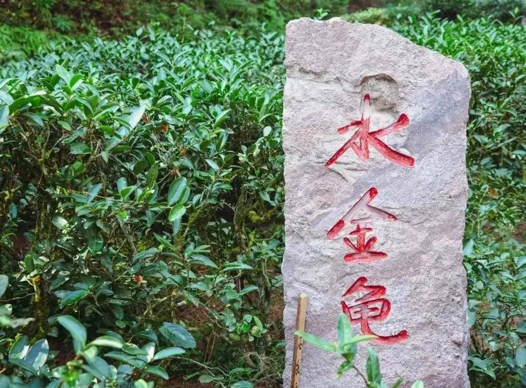 武夷奇茗水金龟