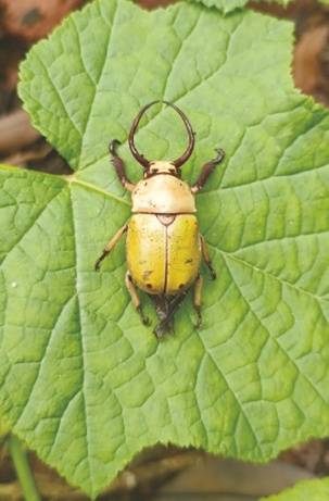 广西大明山保护区发现新记录物种淡色绿牙丽金龟