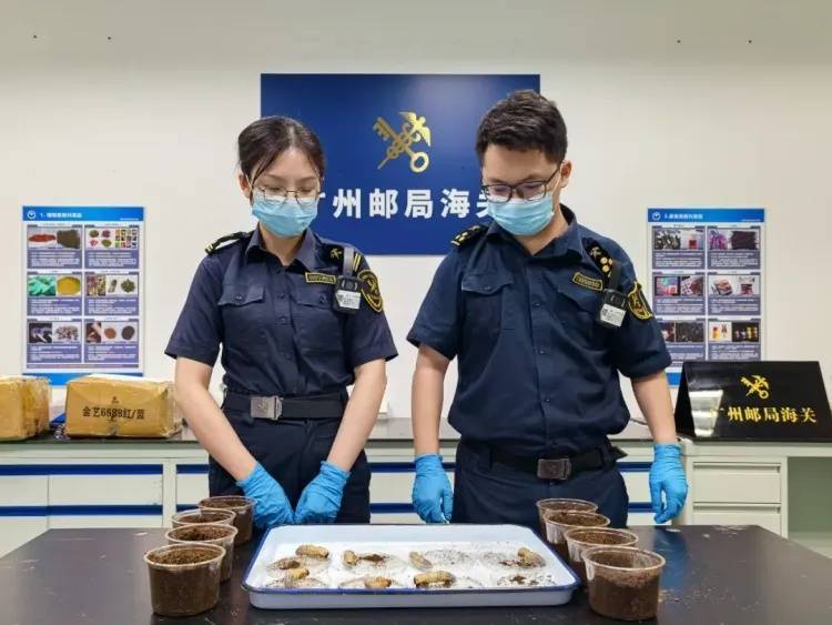 你看它又肥又大！广州海关在进境邮递渠道查获活体金龟科物种幼虫