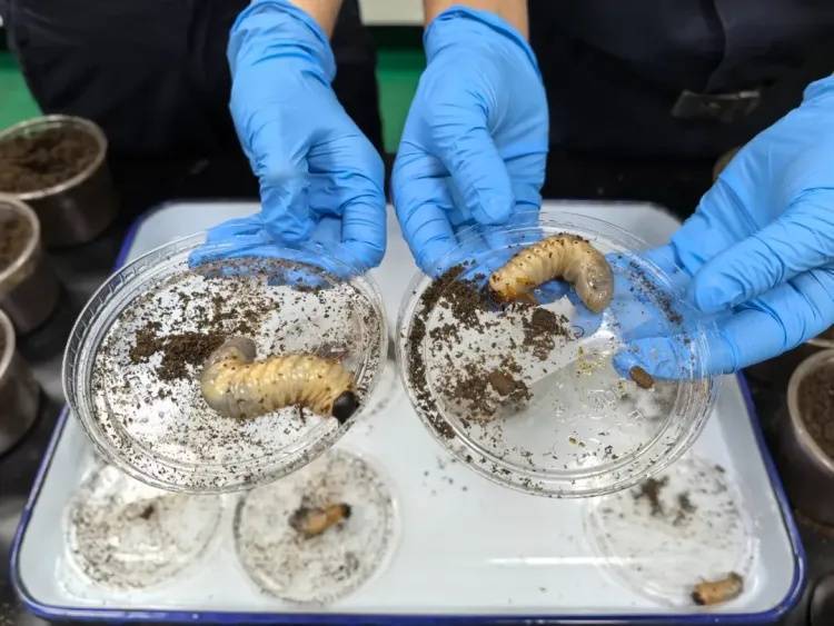 你看它又肥又大！广州海关在进境邮递渠道查获活体金龟科物种幼虫