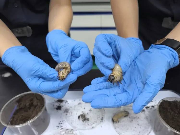 你看它又肥又大！广州海关在进境邮递渠道查获活体金龟科物种幼虫
