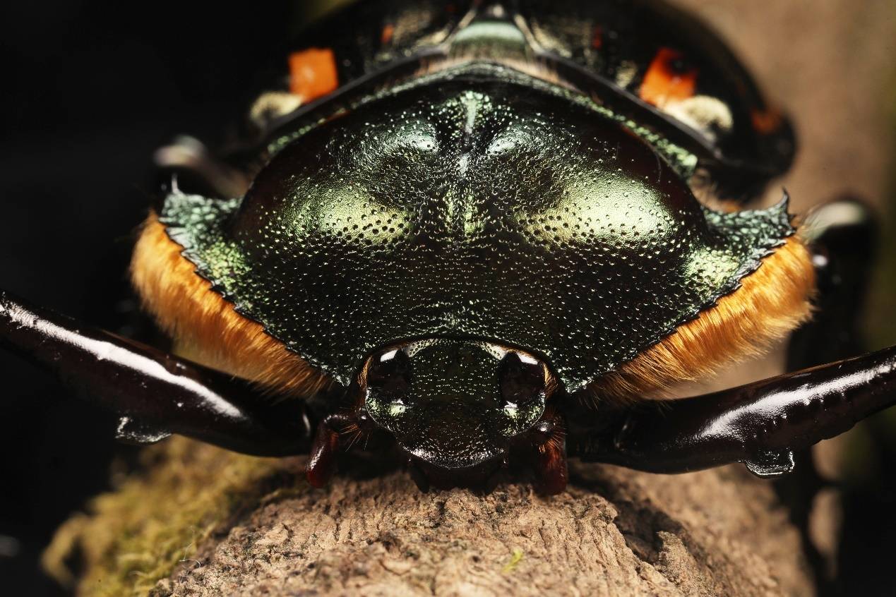 佛顶山国家级自然保护区发现国家二级保护动物阳彩臂金龟